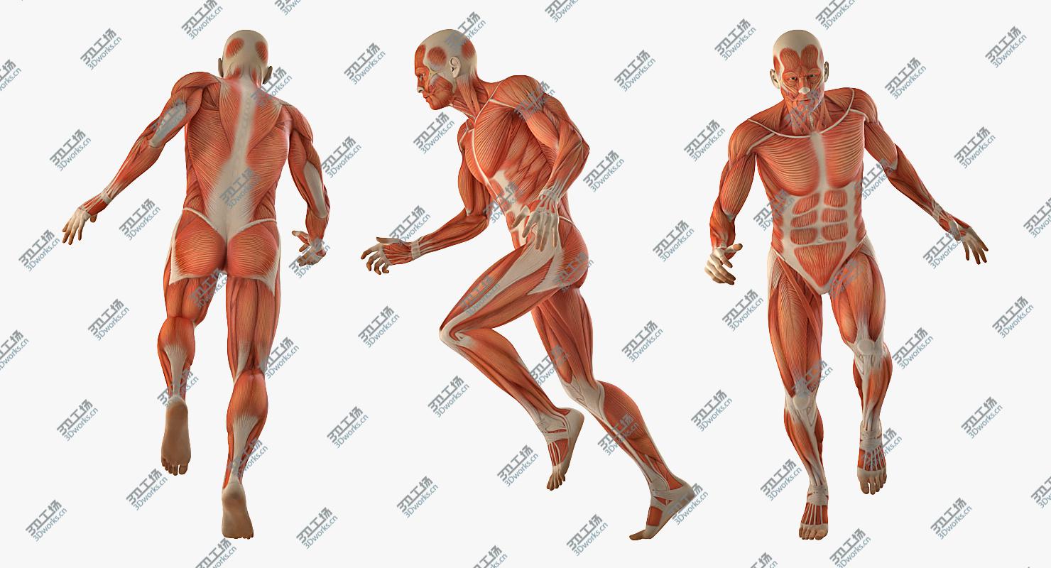 images/goods_img/202105072/3D Running Man Muscles Anatomy System/5.jpg